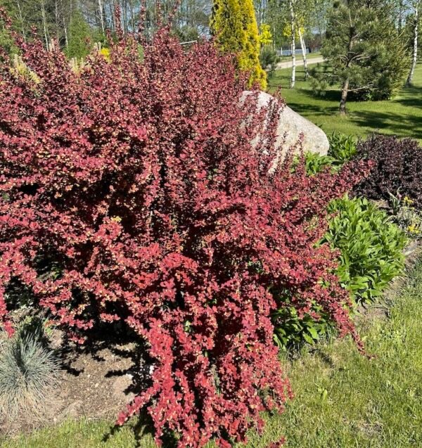 Raugerkšnis Red Chief