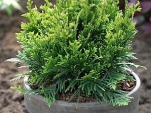 Šioje nuotraukoje matote Tują 'Can-Can"