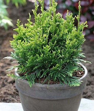 Šioje nuotraukoje matote Tują 'Can-Can"