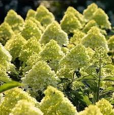 Šioje nuotraukoje matote šluotelinę hortenziją „COTTON CREAM“